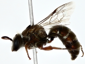  ( - BIOUG80200-H05)  @11 [ ] CreativeCommons - Attribution (2022) CBG Photography Group Centre for Biodiversity Genomics