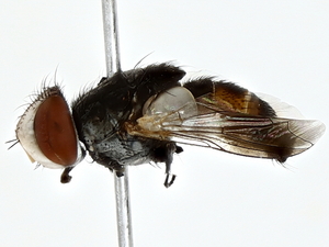  ( - BIOUG80725-E03)  @11 [ ] CreativeCommons - Attribution (2022) CBG Photography Group Centre for Biodiversity Genomics