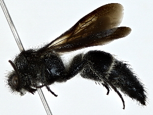  (Leptomyrmex tibialis - BIOUG80729-G03)  @11 [ ] CreativeCommons - Attribution (2022) CBG Photography Group Centre for Biodiversity Genomics