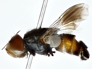  ( - BIOUG80729-H08)  @11 [ ] CreativeCommons - Attribution (2022) CBG Photography Group Centre for Biodiversity Genomics