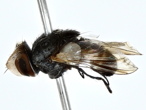  ( - BIOUG80757-F05)  @11 [ ] CreativeCommons - Attribution (2022) CBG Photography Group Centre for Biodiversity Genomics