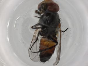  ( - BIOUG85146-A07)  @11 [ ] CreativeCommons - Attribution (2022) Centre for Biodiversity Genomics Centre for Biodiversity Genomics