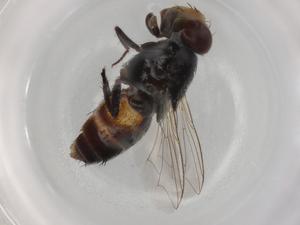  ( - BIOUG85146-A08)  @11 [ ] CreativeCommons - Attribution (2022) Centre for Biodiversity Genomics Centre for Biodiversity Genomics