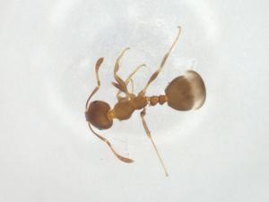  (Monomorium sordidum - CBG-A27112-B08)  @11 [ ] CreativeCommons - Attribution Share - Alike (2024) Centre for Biodiversity Genomics Centre for Biodiversity Genomics