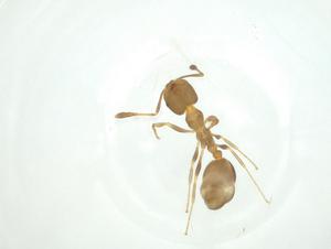  ( - CBG-A31726-C01)  @11 [ ] CreativeCommons - Attribution Share - Alike (2024) Centre for Biodiversity Genomics Centre for Biodiversity Genomics