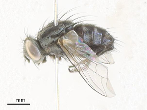  ( - CBG-A31816-F01)  @11 [ ] CreativeCommons - Attribution Share - Alike (2024) CBG Photography Group Centre for Biodiversity Genomics