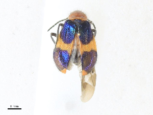  (Dicranolaius - CBG-A31816-F11)  @11 [ ] CreativeCommons - Attribution Share - Alike (2024) CBG Photography Group Centre for Biodiversity Genomics
