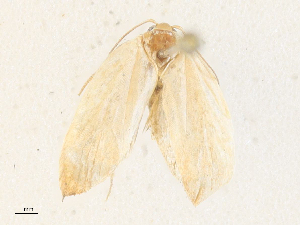  ( - CBG-A31820-B02)  @11 [ ] CreativeCommons - Attribution Share - Alike (2024) CBG Photography Group Centre for Biodiversity Genomics