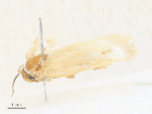  ( - CBG-A31825-E01)  @11 [ ] CreativeCommons - Attribution Share - Alike (2024) CBG Photography Group Centre for Biodiversity Genomics