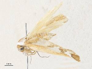  ( - CBG-A31825-E03)  @11 [ ] CreativeCommons - Attribution Share - Alike (2024) CBG Photography Group Centre for Biodiversity Genomics