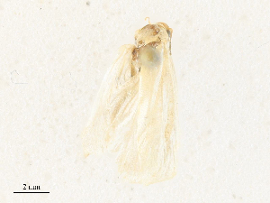  ( - CBG-A31828-C03)  @11 [ ] CreativeCommons - Attribution Share - Alike (2024) CBG Photography Group Centre for Biodiversity Genomics