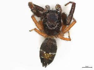 ( - CBG-A31828-H08)  @11 [ ] CreativeCommons - Attribution Share-Alike (2024) CBG Photography Group Centre for Biodiversity Genomics