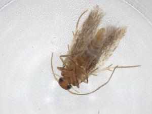  ( - CBG-A32903-F01)  @11 [ ] CreativeCommons - Attribution Share - Alike (2024) Centre for Biodiversity Genomics Centre for Biodiversity Genomics