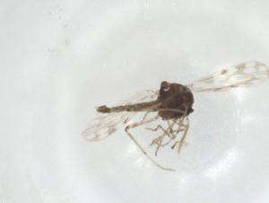  ( - CBG-A32904-E11)  @11 [ ] CreativeCommons - Attribution Share - Alike (2024) Centre for Biodiversity Genomics Centre for Biodiversity Genomics