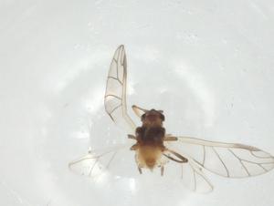  (Aphis oenotherae - CBG-A32919-E07)  @11 [ ] CreativeCommons - Attribution Share - Alike (2024) Centre for Biodiversity Genomics Centre for Biodiversity Genomics