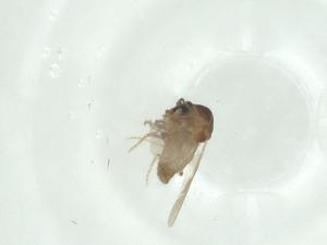  ( - CBG-A33959-F10)  @11 [ ] CreativeCommons - Attribution Share - Alike (2024) Centre for Biodiversity Genomics Centre for Biodiversity Genomics