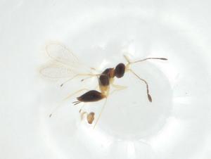  (Trichogramma australicum - CBG-A33971-D08)  @11 [ ] CreativeCommons - Attribution Share - Alike (2024) Centre for Biodiversity Genomics Centre for Biodiversity Genomics