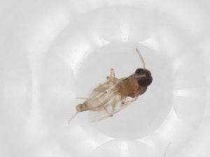  ( - CBG-A33976-B10)  @11 [ ] CreativeCommons - Attribution Share - Alike (2024) Centre for Biodiversity Genomics Centre for Biodiversity Genomics