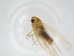  (Cicadulina bipunctata - CBG-A33978-D12)  @11 [ ] CreativeCommons - Attribution Share - Alike (2024) Centre for Biodiversity Genomics Centre for Biodiversity Genomics