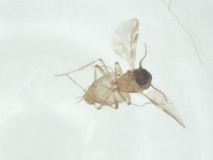  ( - CBG-A33980-C05)  @11 [ ] CreativeCommons - Attribution Share - Alike (2024) Centre for Biodiversity Genomics Centre for Biodiversity Genomics