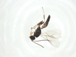  ( - CBG-A34005-H11)  @11 [ ] CreativeCommons - Attribution Share - Alike (2024) Centre for Biodiversity Genomics Centre for Biodiversity Genomics