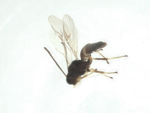  ( - CBG-A34006-D01)  @11 [ ] CreativeCommons - Attribution Share - Alike (2024) Centre for Biodiversity Genomics Centre for Biodiversity Genomics