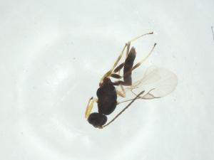  ( - CBG-A34009-C05)  @11 [ ] CreativeCommons - Attribution Share - Alike (2024) Centre for Biodiversity Genomics Centre for Biodiversity Genomics