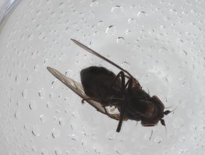  (Scatella nitidithorax - CBG-A34022-E07)  @11 [ ] CreativeCommons - Attribution Share - Alike (2024) Centre for Biodiversity Genomics Centre for Biodiversity Genomics