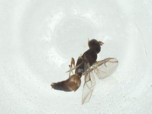  ( - CBG-A34871-E08)  @11 [ ] CreativeCommons - Attribution Share - Alike (2024) Centre for Biodiversity Genomics Centre for Biodiversity Genomics