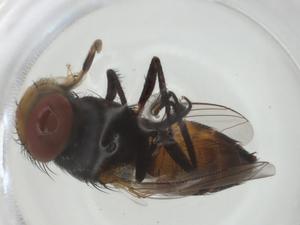  ( - CBG-A34897-A05)  @11 [ ] CreativeCommons - Attribution Share - Alike (2024) Centre for Biodiversity Genomics Centre for Biodiversity Genomics