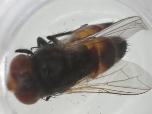  ( - CBG-A34897-A06)  @11 [ ] CreativeCommons - Attribution Share - Alike (2024) Centre for Biodiversity Genomics Centre for Biodiversity Genomics