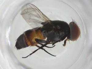  ( - CBG-A34897-A08)  @11 [ ] CreativeCommons - Attribution Share - Alike (2024) Centre for Biodiversity Genomics Centre for Biodiversity Genomics