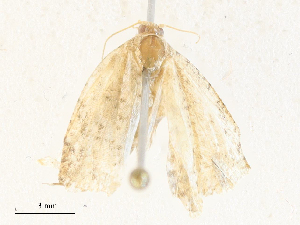  ( - CBG-A35141-E02)  @11 [ ] CreativeCommons - Attribution Share - Alike (2024) CBG Photography Group Centre for Biodiversity Genomics