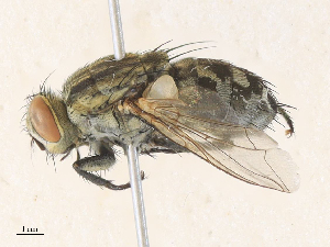  ( - CBG-A35142-H04)  @11 [ ] CreativeCommons - Attribution Share - Alike (2024) CBG Photography Group Centre for Biodiversity Genomics