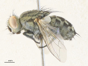  ( - CBG-A35143-A03)  @11 [ ] CreativeCommons - Attribution Share - Alike (2024) CBG Photography Group Centre for Biodiversity Genomics