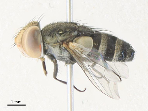 ( - CBG-A35143-F06)  @11 [ ] CreativeCommons - Attribution Share - Alike (2024) CBG Photography Group Centre for Biodiversity Genomics