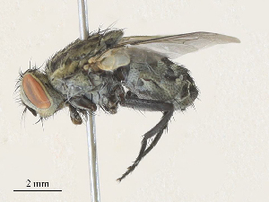  ( - CBG-A35144-G04)  @11 [ ] CreativeCommons - Attribution Share - Alike (2024) CBG Photography Group Centre for Biodiversity Genomics