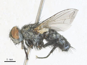  ( - CBG-A35144-H01)  @11 [ ] CreativeCommons - Attribution Share - Alike (2024) CBG Photography Group Centre for Biodiversity Genomics