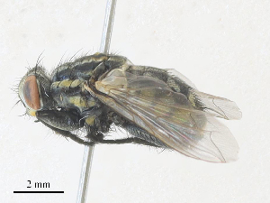  ( - CBG-A35145-B11)  @11 [ ] CreativeCommons - Attribution Share - Alike (2024) CBG Photography Group Centre for Biodiversity Genomics