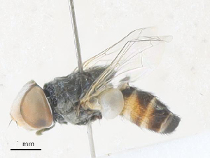  ( - CBG-A36794-D11)  @11 [ ] CreativeCommons - Attribution Share - Alike (2024) CBG Photography Group Centre for Biodiversity Genomics