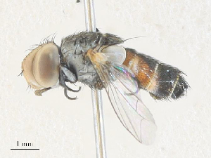  ( - CBG-A36794-F01)  @11 [ ] CreativeCommons - Attribution Share - Alike (2024) CBG Photography Group Centre for Biodiversity Genomics