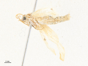  ( - CBG-A38498-B01)  @11 [ ] CreativeCommons - Attribution Share - Alike (2024) CBG Photography Group Centre for Biodiversity Genomics