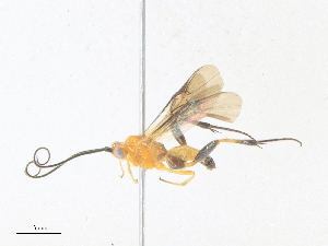  (Coccygidium - CBG-A38499-E10)  @11 [ ] CreativeCommons - Attribution Share - Alike (2024) CBG Photography Group Centre for Biodiversity Genomics