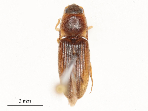  ( - CBG-A48520-B07)  @11 [ ] CreativeCommons - Attribution Share - Alike (2024) CBG Photography Group Centre for Biodiversity Genomics