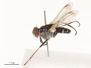  ( - CBG-A51066-G08)  @11 [ ] CreativeCommons - Attribution Share - Alike (2024) CBG Photography Group Centre for Biodiversity Genomics