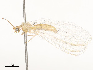  ( - CBG-A51069-D02)  @11 [ ] CreativeCommons - Attribution Share - Alike (2024) CBG Photography Group Centre for Biodiversity Genomics
