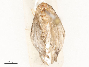  ( - CBG-A51942-A03)  @11 [ ] CreativeCommons - Attribution Share - Alike (2024) CBG Photography Group Centre for Biodiversity Genomics