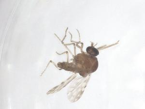  (Culicoides zentae - CBG-A52887-H09)  @11 [ ] CreativeCommons - Attribution Share - Alike (2024) Centre for Biodiversity Genomics Centre for Biodiversity Genomics