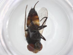  ( - CBG-A55710-A12)  @11 [ ] CreativeCommons - Attribution Share - Alike (2024) Centre for Biodiversity Genomics Centre for Biodiversity Genomics