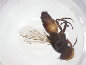  ( - CBG-A55710-B01)  @11 [ ] CreativeCommons - Attribution Share - Alike (2024) Centre for Biodiversity Genomics Centre for Biodiversity Genomics